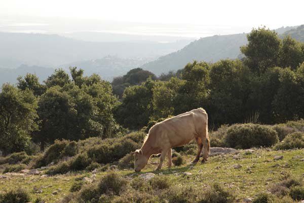 © כל הזכויות לתמונות באתר שייכות לדן פורגס צלם