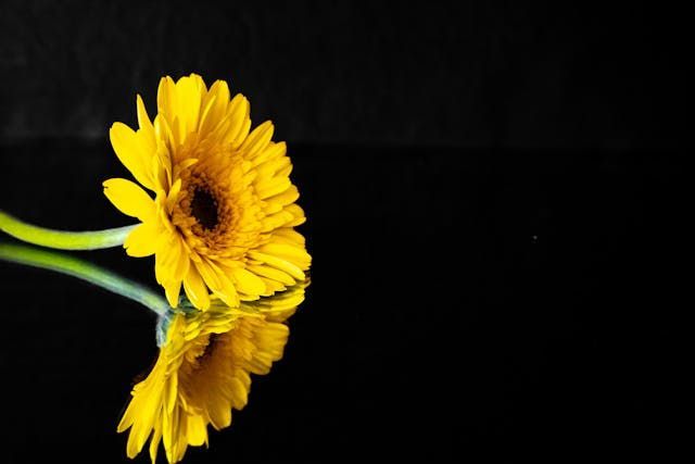 cremation services Burbank IL