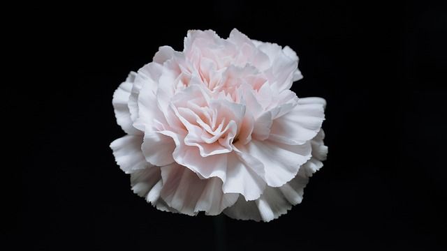 Soft pink carnation representing dignity and thoughtful preparation with funeral homes Chicago, IL.