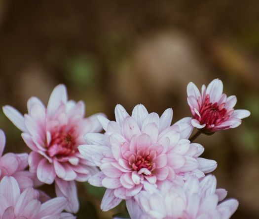 Pink flowers symbolizing remembrance and compassionate support from funeral homes in Burbank, IL.