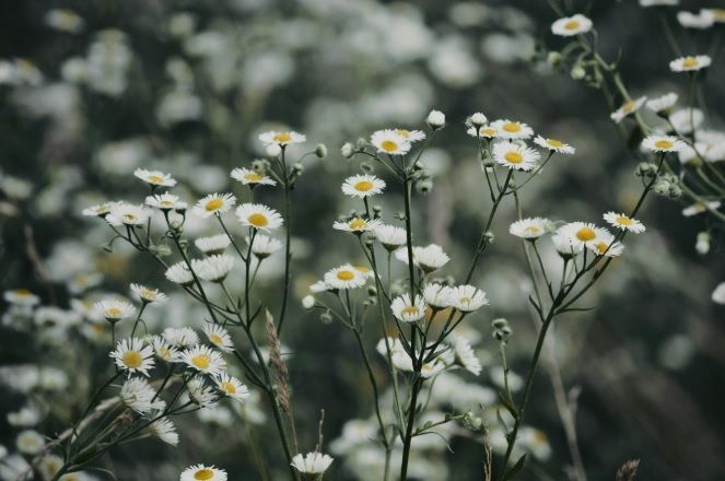 White wildflowers growing in a natural field with soft greenery in Chicago, IL.