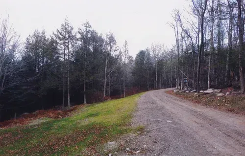 Dirt road through a forest with tall trees and a cloudy sky.