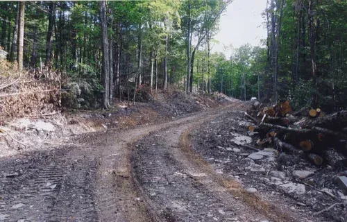 Dirt road through a forest with cut logs and tree stumps on the sides, trees in the background.