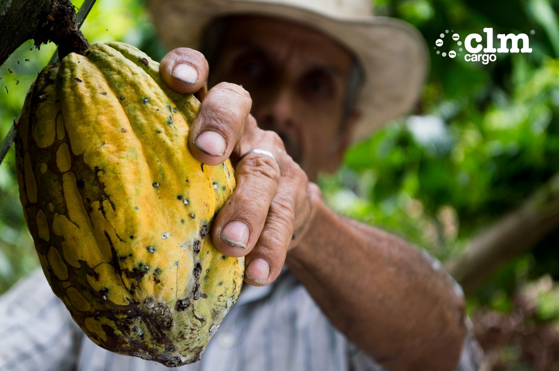 Descubre el proceso completo y los pasos esenciales para exportar cacao desde Colombia