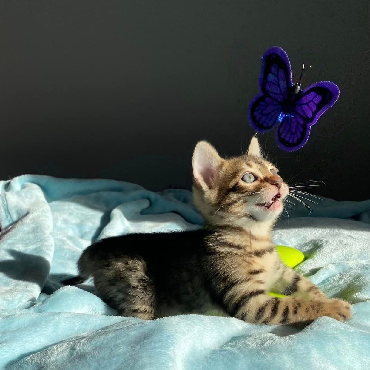 Un chaton allongé sur un lit avec un papillon sur la tête