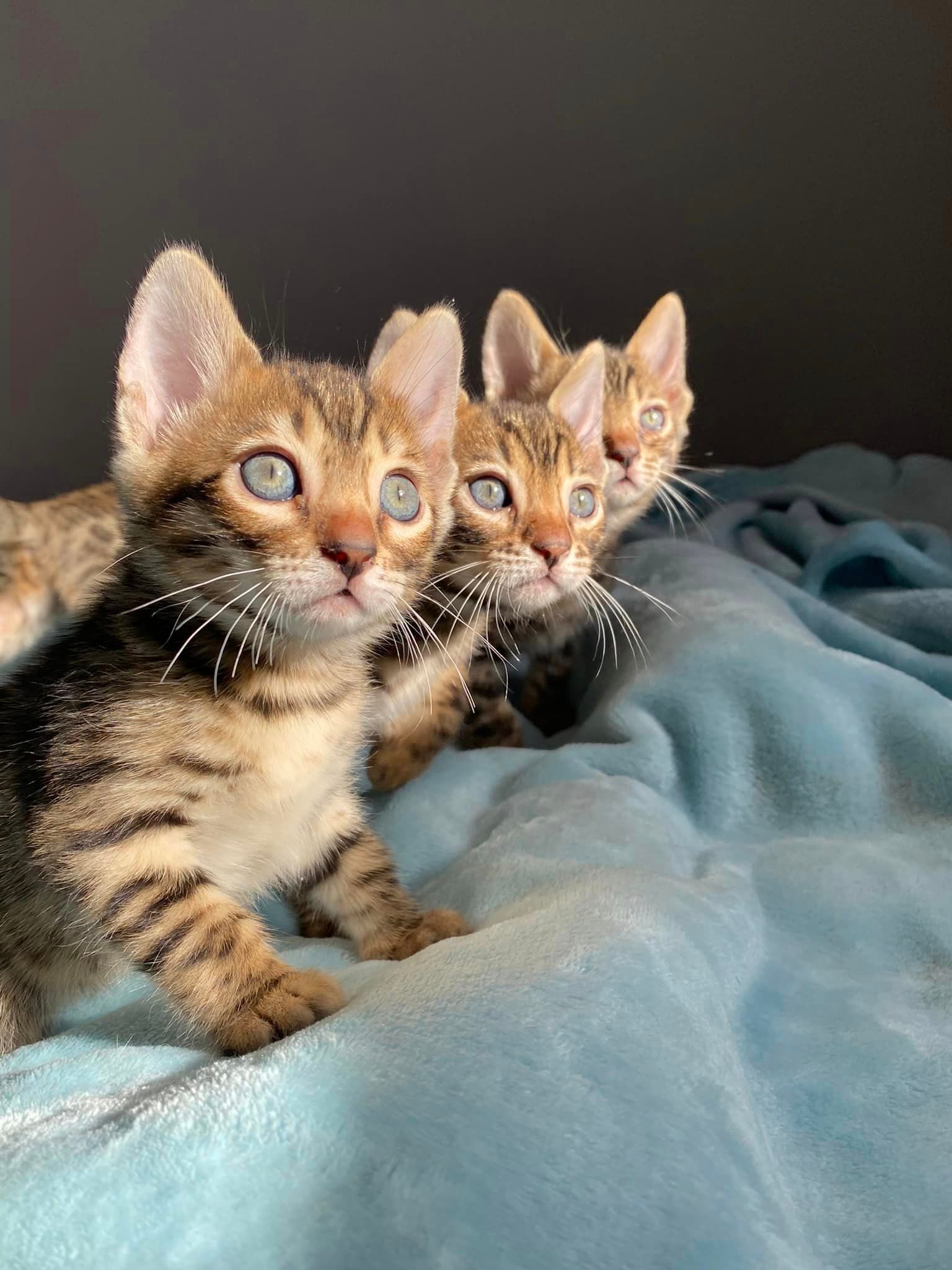 Deux chatons se tiennent l'un à côté de l'autre sur un lit.