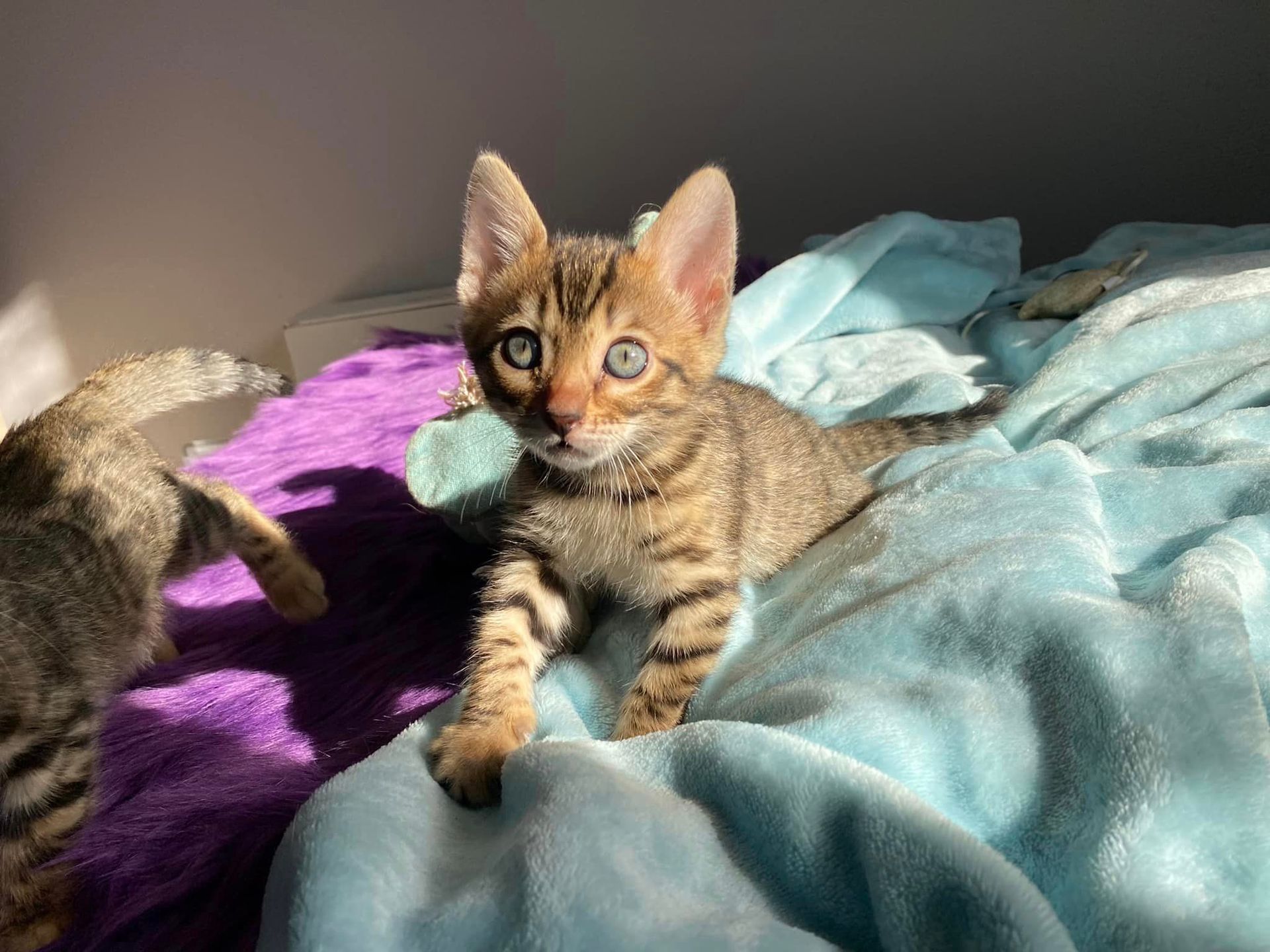 Un chaton est allongé sur une couverture bleue sur un lit.