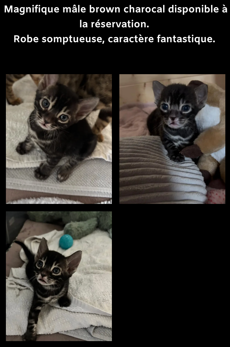 Un collage de quatre photos d'un chaton brun charbon