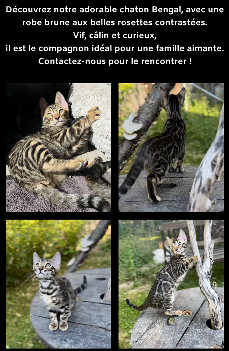 Un collage de quatre photos d'un chat sur une table.