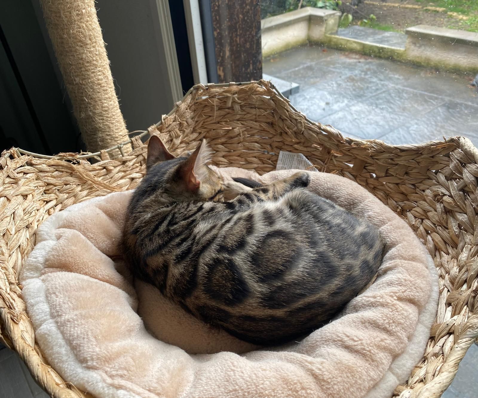 Un chat dort dans un panier à côté d'une fenêtre.