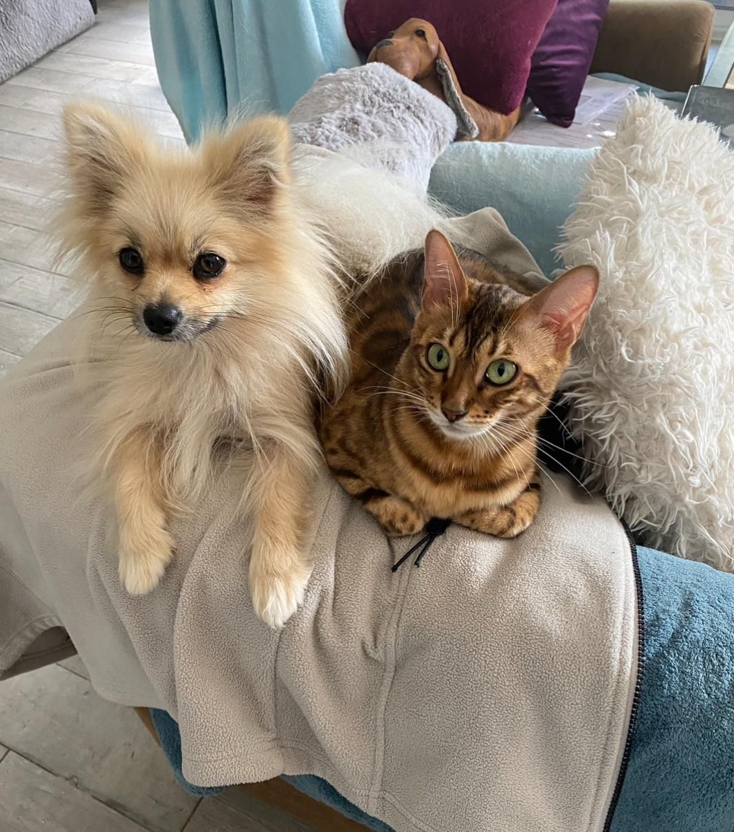 Un chien et un chat sont assis sur un canapé.