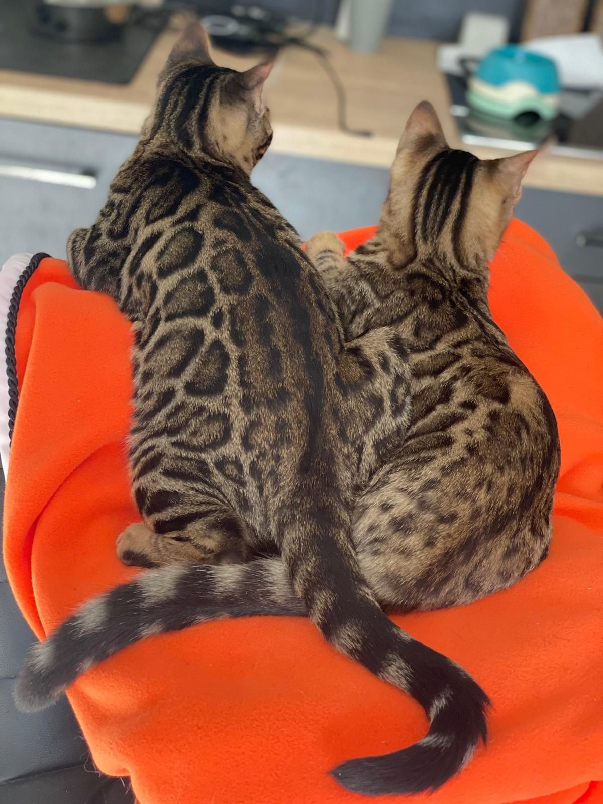Deux chats du Bengale sont assis sur une couverture orange.