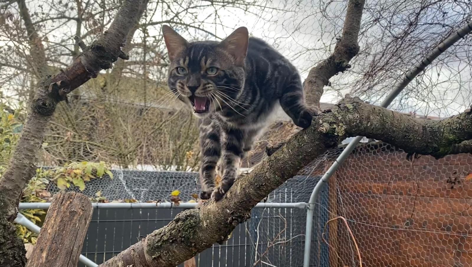 Un chat est assis sur une branche d'arbre avec la bouche ouverte.