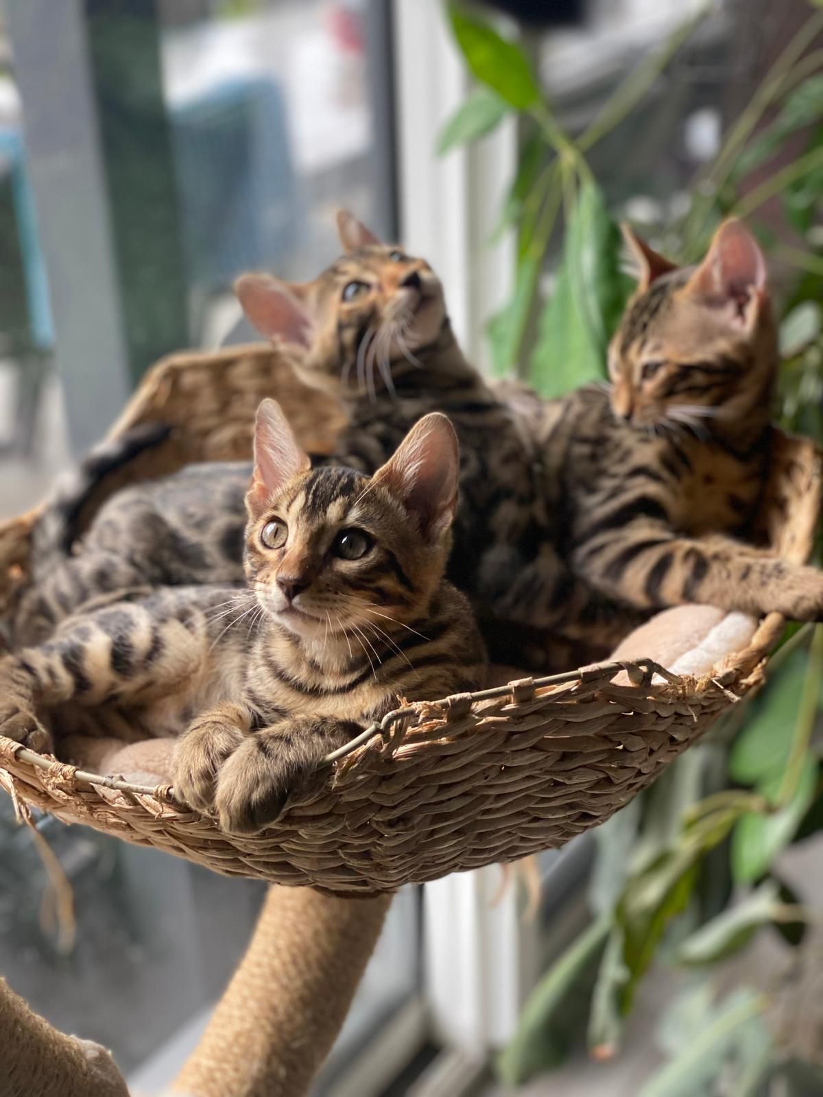 Trois chatons sont allongés dans un panier en osier sur un arbre à chat.