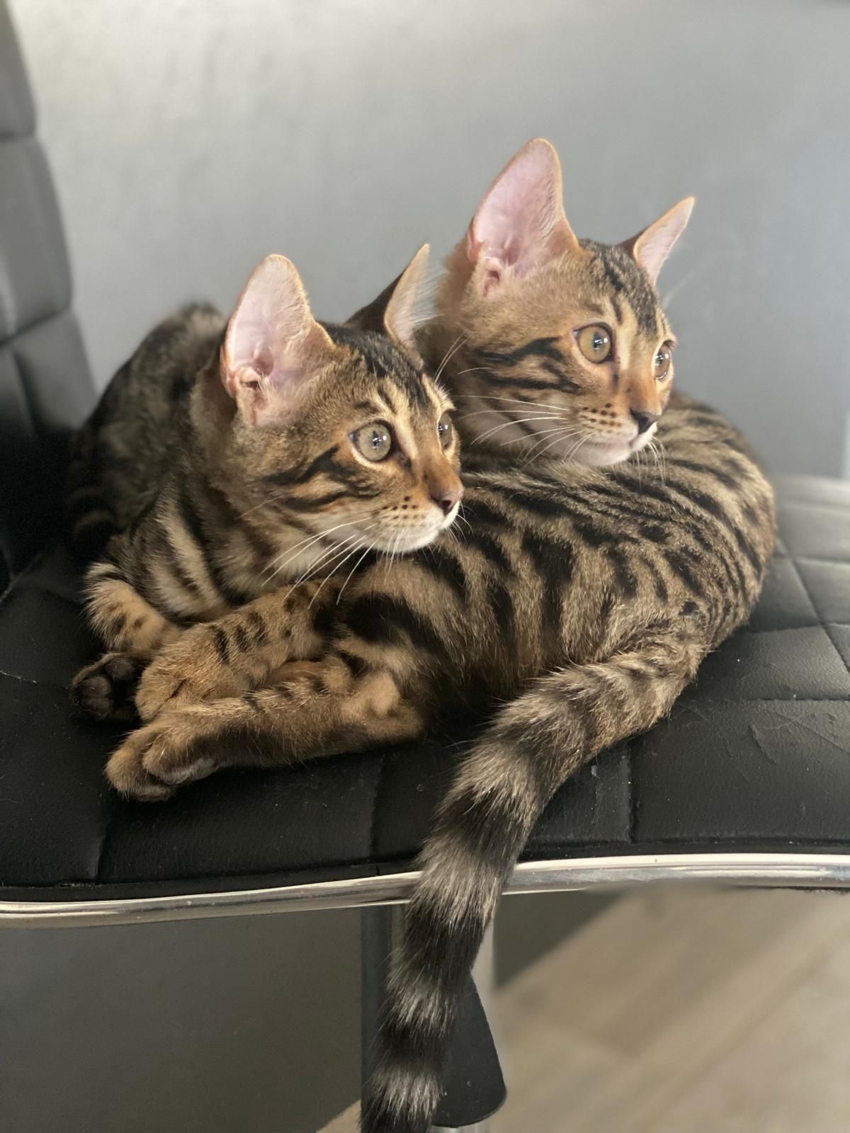 Deux chatons bengal sont allongés l'un à côté de l'autre sur une chaise.