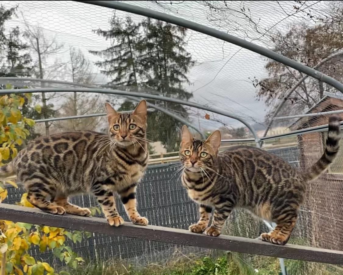 Deux chats du Bengale se tiennent debout sur une balustrade en métal.