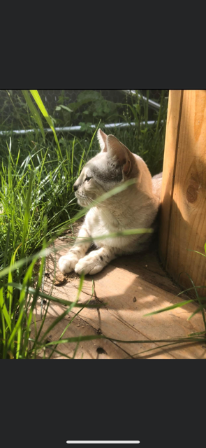 Un chat est allongé dans l'herbe à côté d'une clôture en bois.