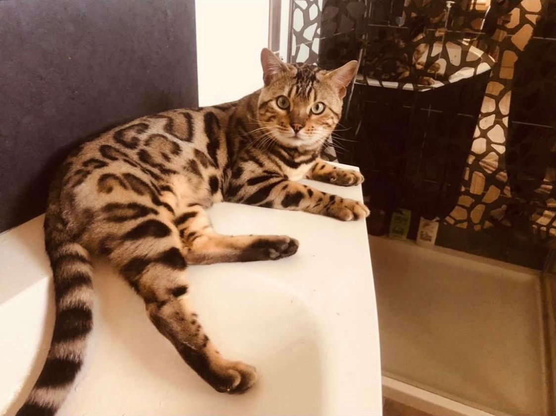 Un chat du Bengale est allongé sur un comptoir blanc dans une salle de bain.