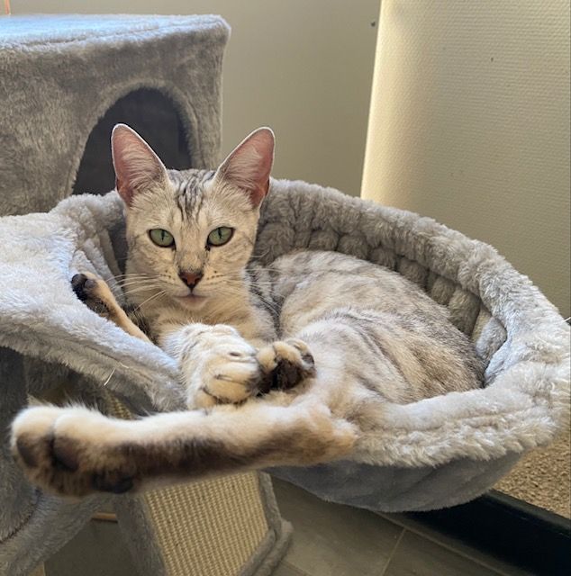 Un chat est allongé dans un lit pour chat gris