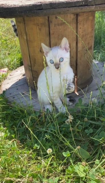 Un chaton blanc aux yeux bleus est assis dans l'herbe à côté d'une table en bois.