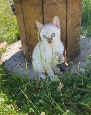 Deux chatons sont allongés l'un à côté de l'autre sur une couverture.