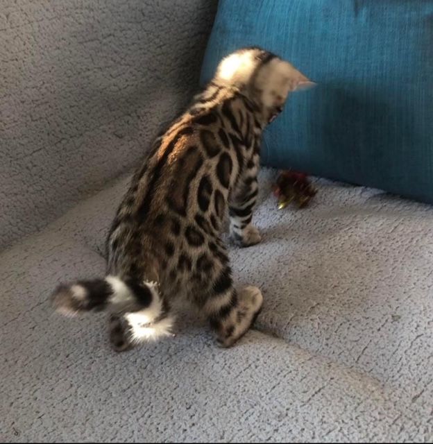 Un chaton est allongé sur une couverture bleue sur un lit.