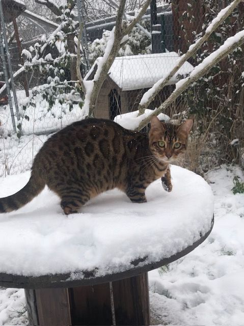 Un chat debout sur une table couverte de neige
