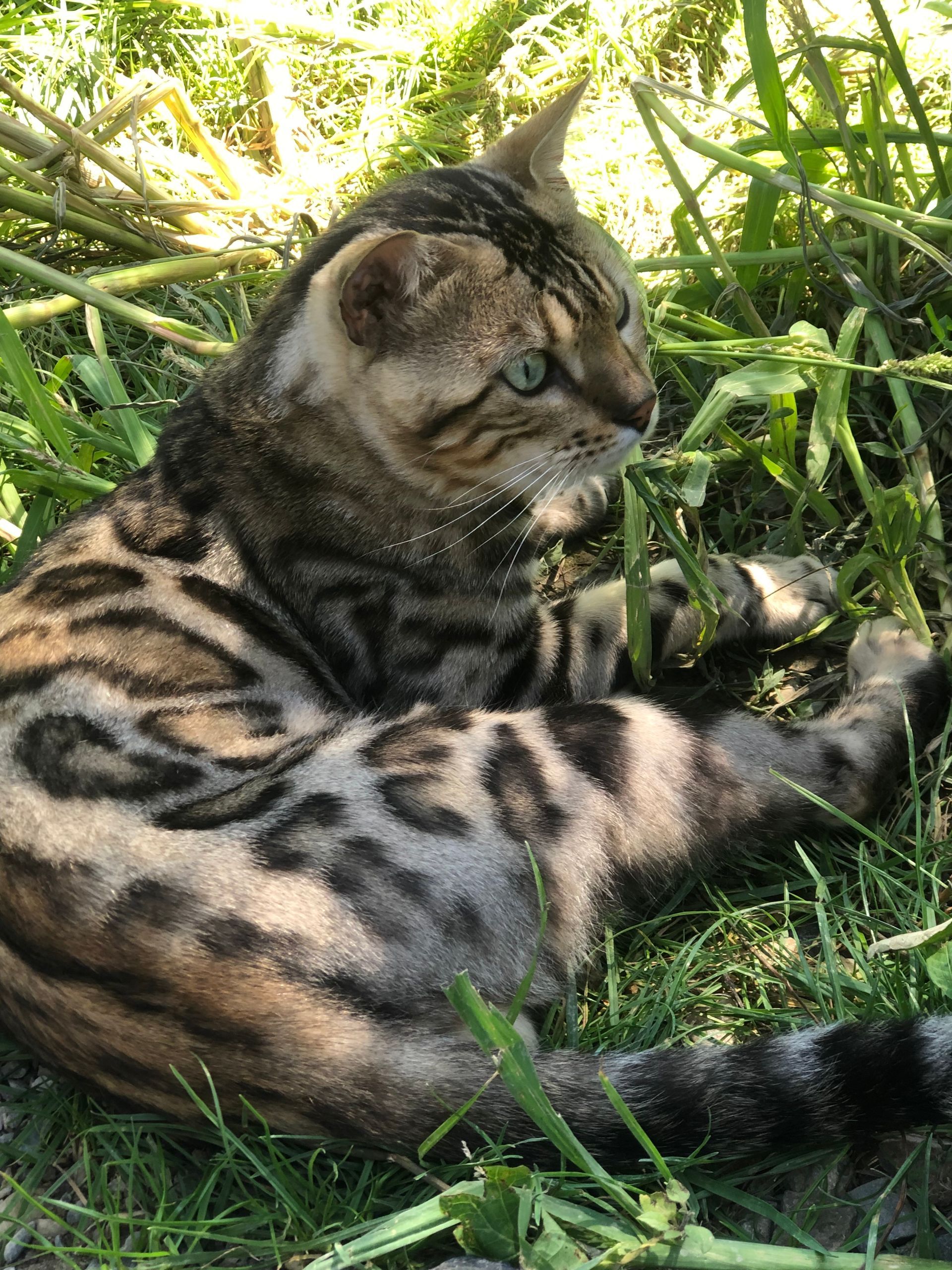 Un chat du Bengale est allongé dans l'herbe.