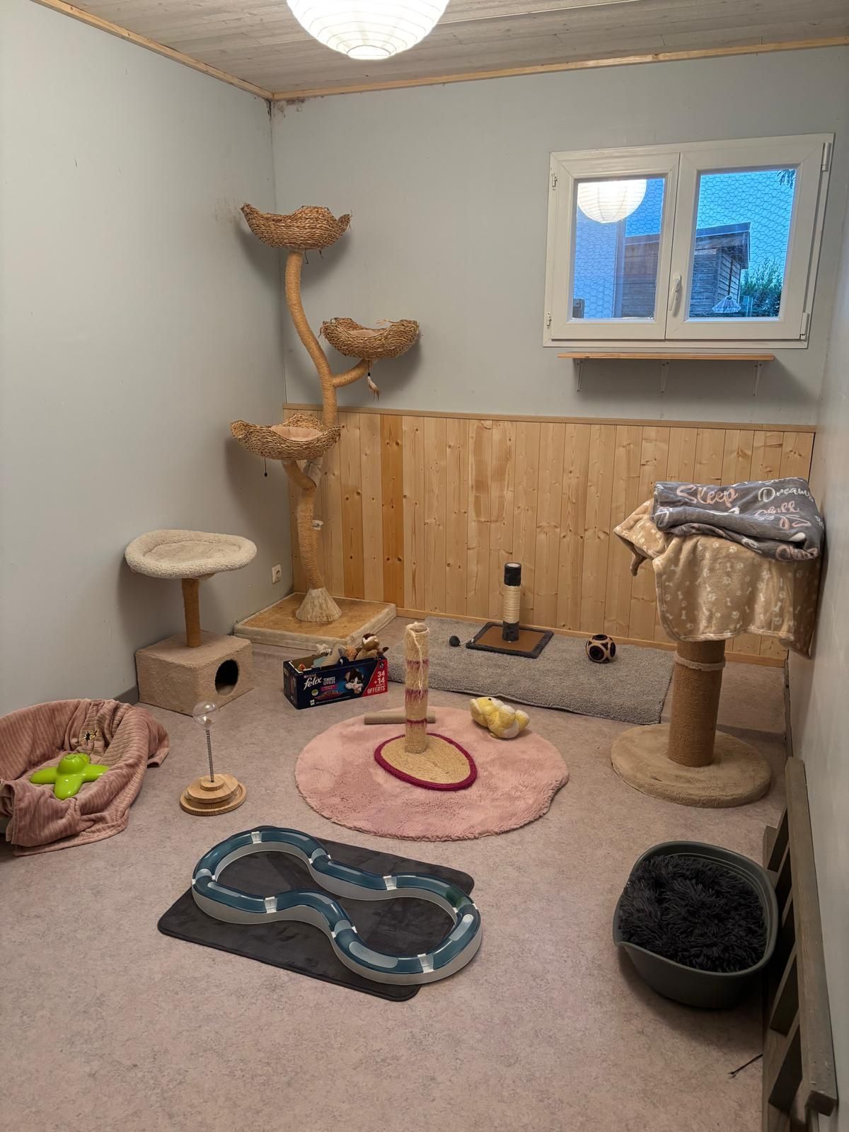 Salle de jeux pour chats avec divers arbres à chat, jouets et une fenêtre.