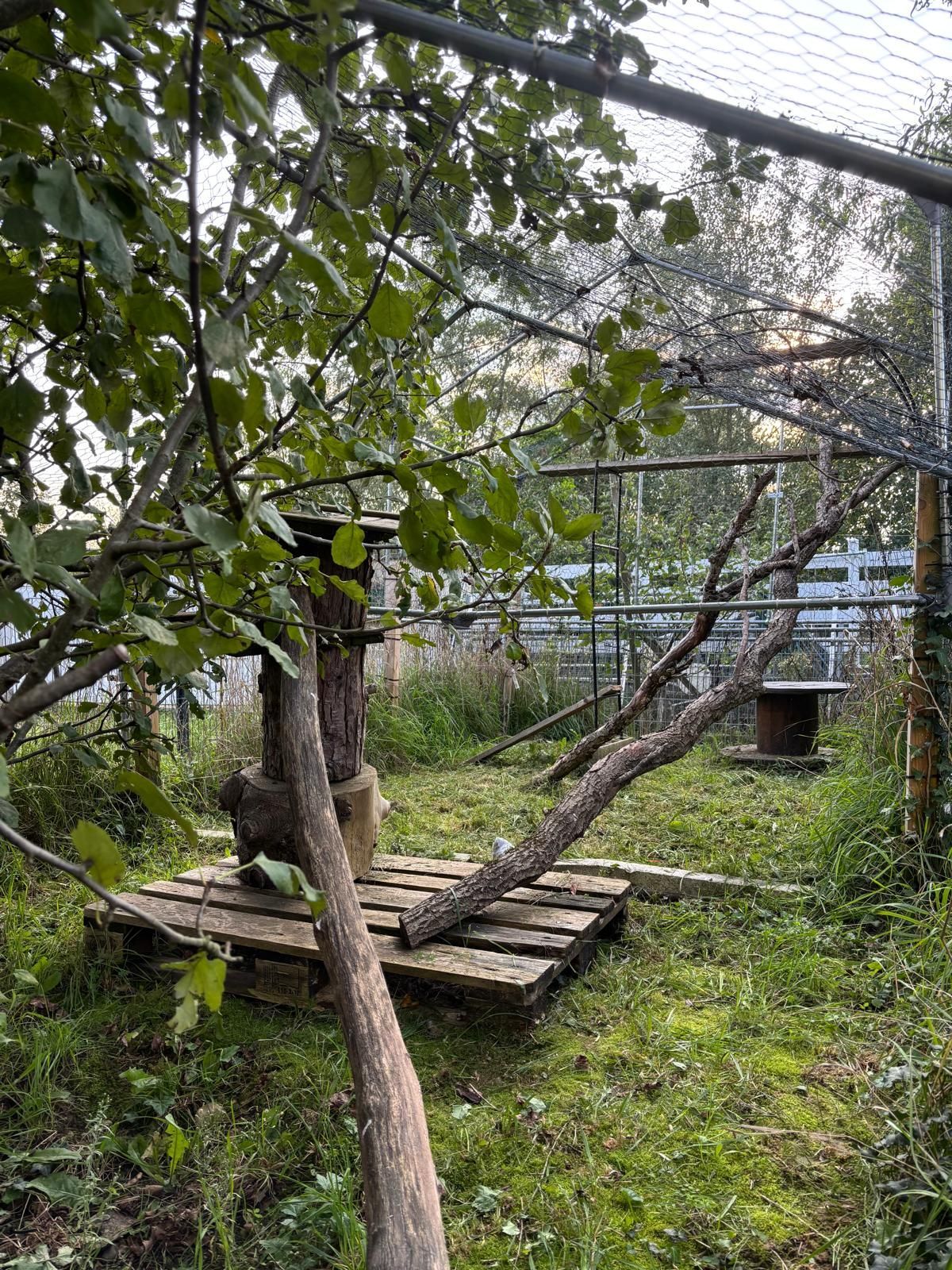 Enceinte avec terrain herbeux, plateforme, branchages et filet; arbres et verdure.