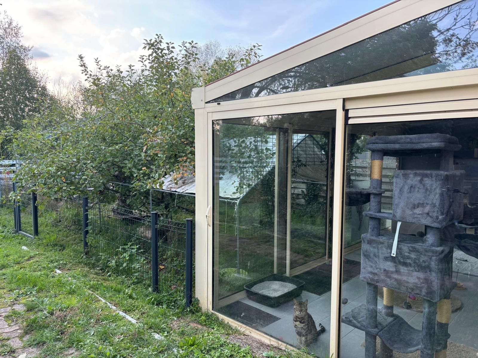 Enclos pour chat avec parois en verre, un chat à l'intérieur, un arbre à chat et un espace herbeux.