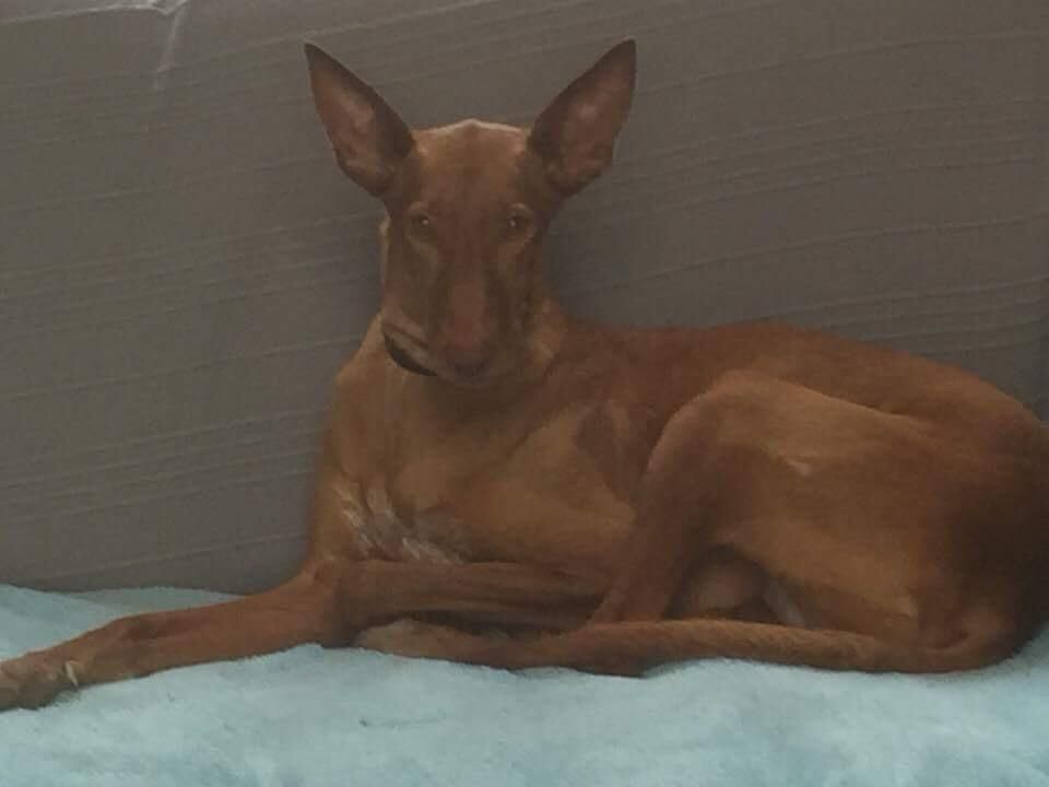 Un chien marron est allongé sur une couverture bleue sur un canapé.