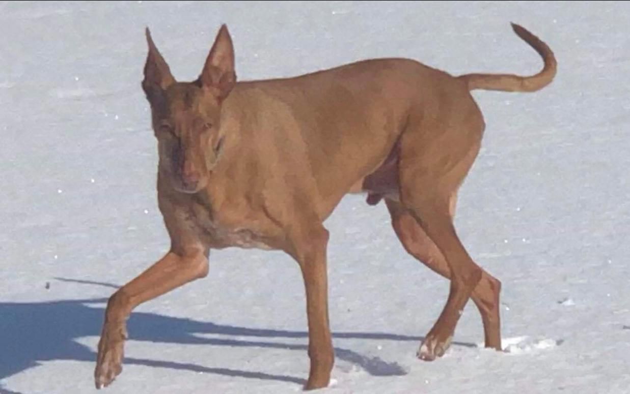 Un chien brun avec une longue queue se tient debout dans la neige