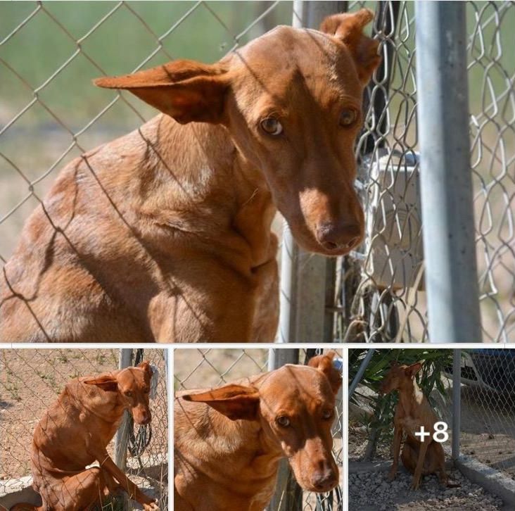 Un chien derrière une clôture grillagée avec le numéro 8 dessus