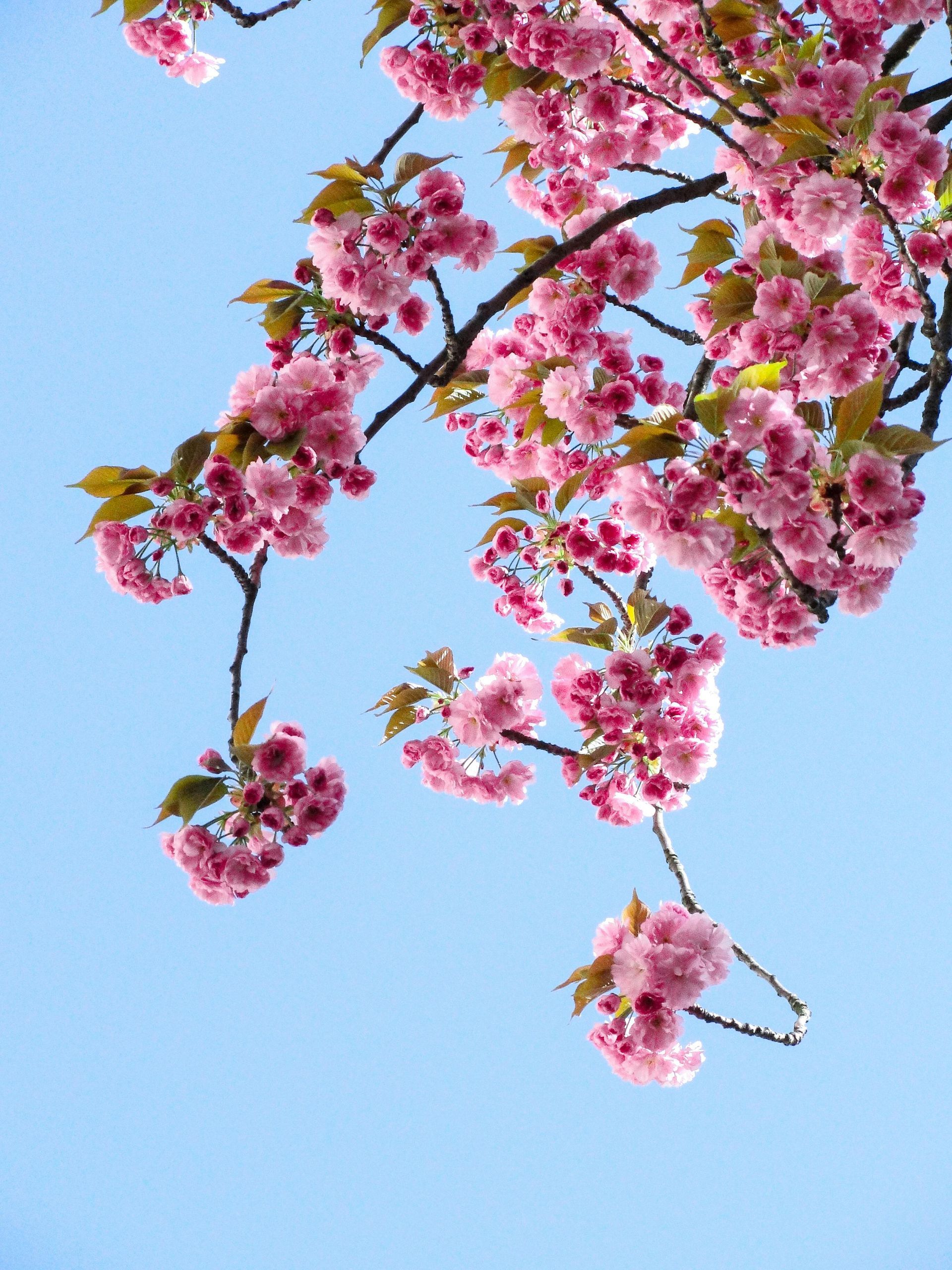 A tree with pink flowers against a blue sky