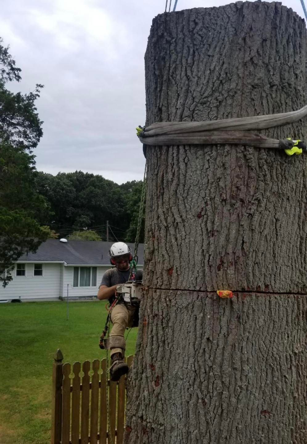 Arborist in a tree, using a chainsaw. Safety harness and rope securing him. Gray sky and green lawn in background.