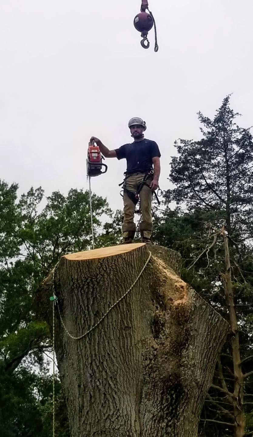 Arborist on a tree stump with a chainsaw, being lifted by a pulley system.