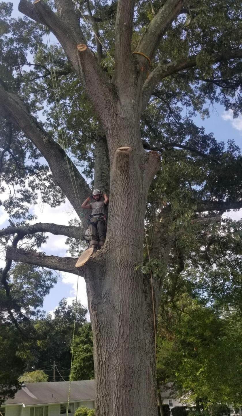 Person in harness trims large tree branches; blue sky, green foliage in background.