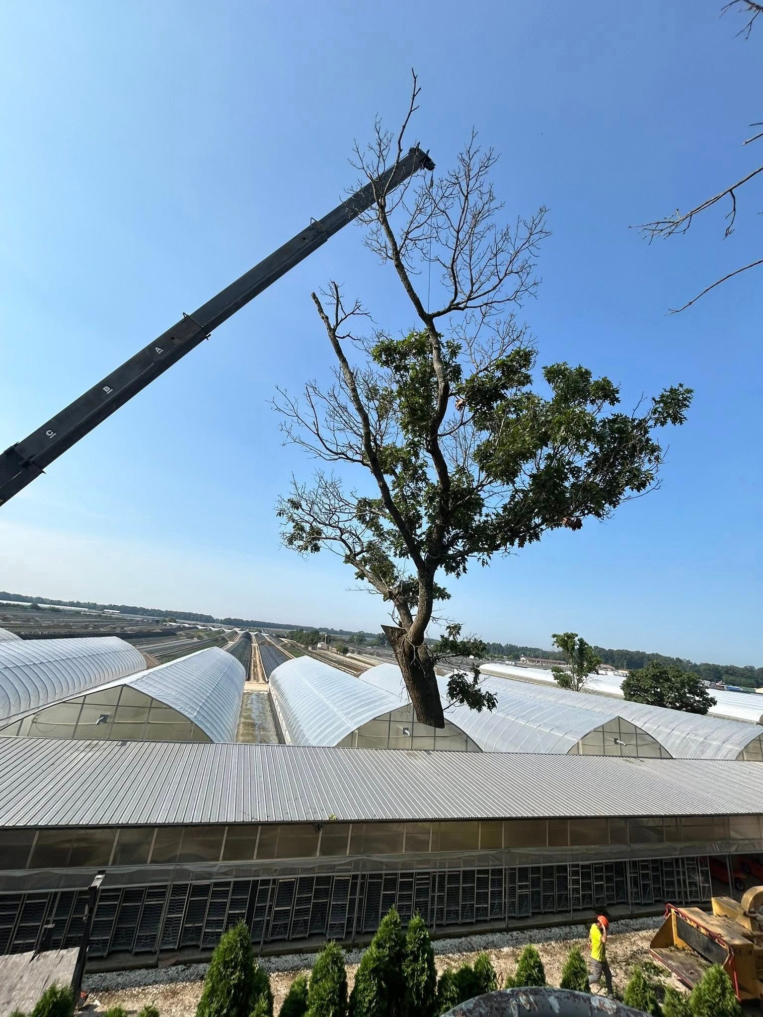 A tree being trimmed by a crane above a greenhouse complex on a sunny day.