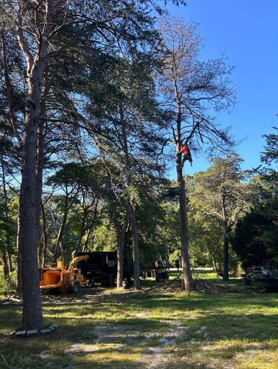 A tree service worker cutting branches from a tall tree on a sunny day with a wood chipper nearby.