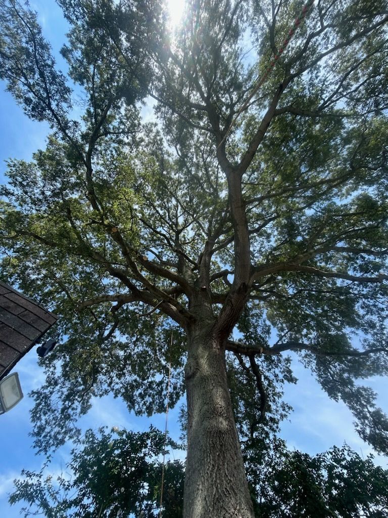 Bare tree trimmed near power lines, sunny day, residential area.