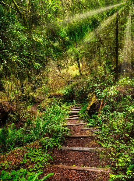 A wooden path in the middle of a lush green forest.