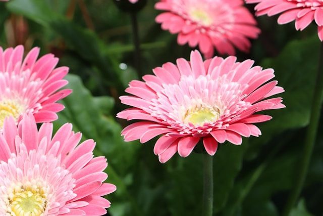 cremation services Novato, CA