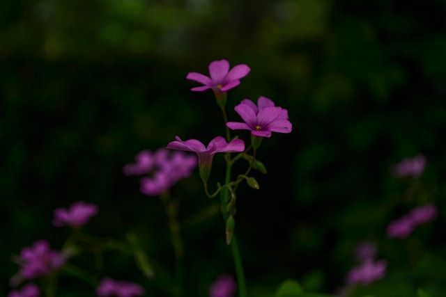 cremation services Novato, CA