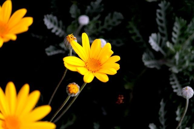 cremation services Santa Rosa, CA