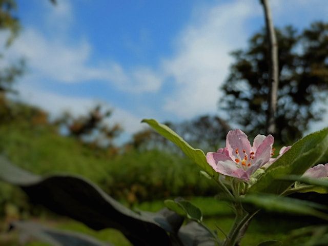 funeral homes Novato, CA