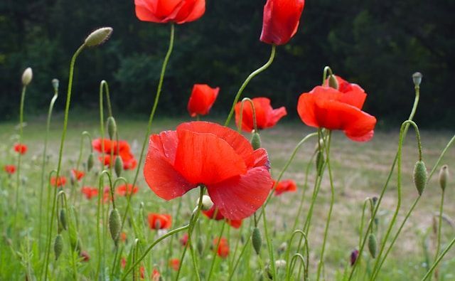 Red poppy flowers blooming in field with soft natural background, funeral homes Petaluma, CA