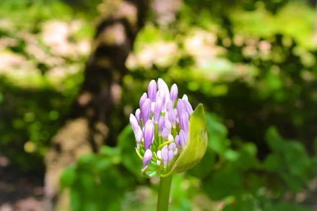 funeral homes Petaluma, CA