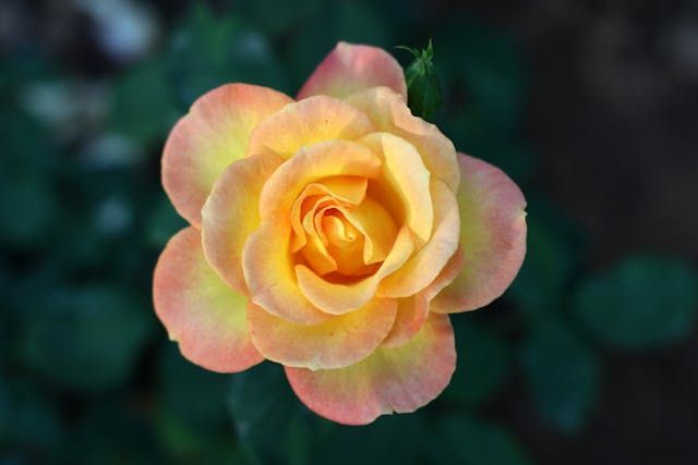 funeral homes Santa Rosa, CA