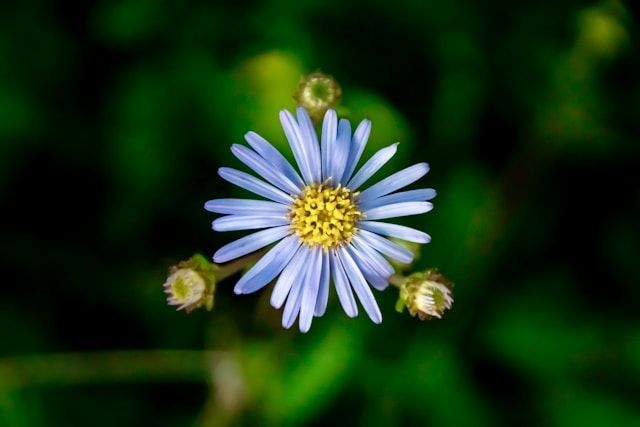 funeral homes Santa Rosa, CA